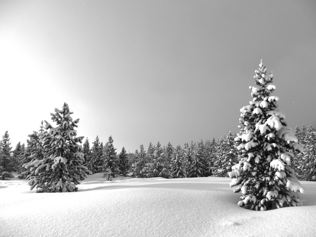 Near Taggart Lake
